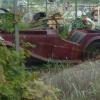 A derelict T type in the overgrown greenhouses. It later turned out that it had been sold that afternoon - to none other than one of our members - Darren!